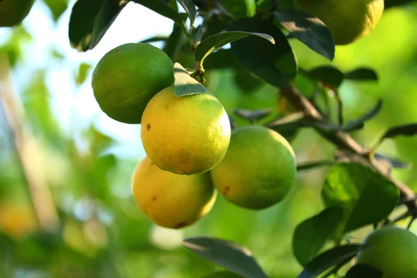 Großaufnahme Einer Gruppe Großer Zitronen Auf Bio Baum Garten — Stockfoto