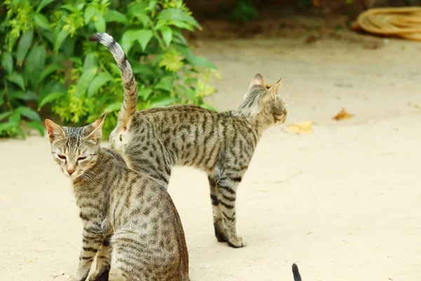 Close Van Twee Jonge Kat Zitten Staan Tuin Kijken Weg — Stockfoto