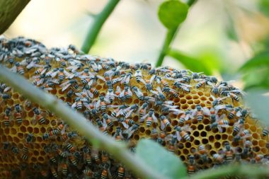 Arı kovanına yaklaşırken ağaçta bal arısı var.