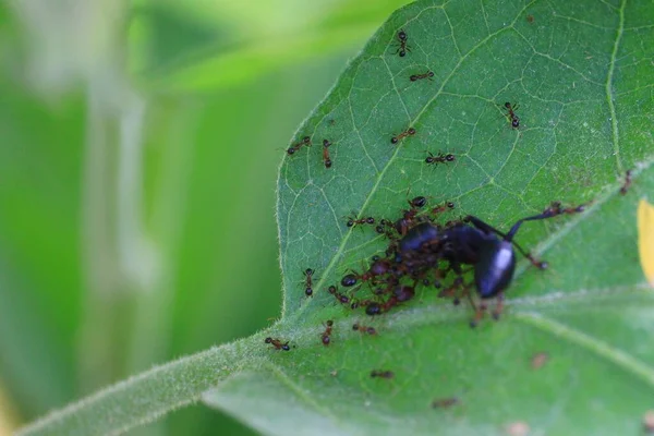 ナスの葉の上に死んだアリの周りの小さなアリの閉鎖 — ストック写真