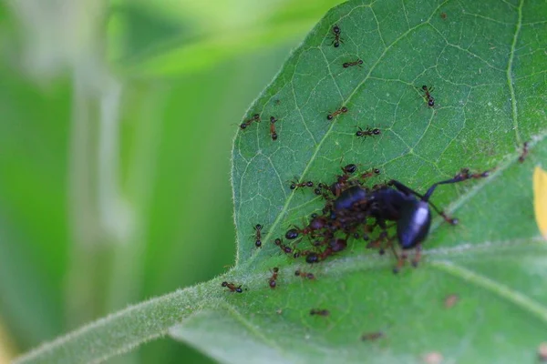 Gros Plan Petites Fourmis Autour Grandes Fourmis Mortes Sur Feuille — Photo