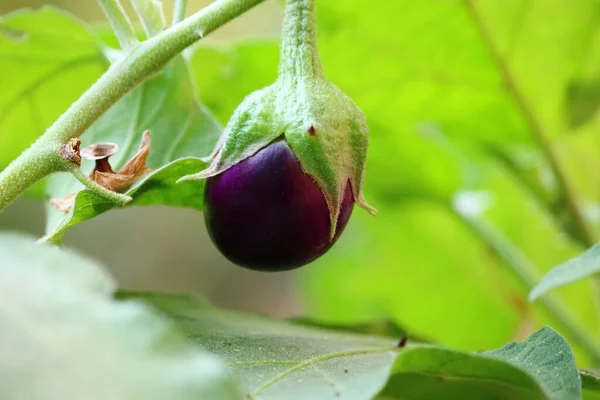 Agricultura Orgánica Brinjal Redondo Púrpura Berenjena Rajasthan Pali — Foto de Stock