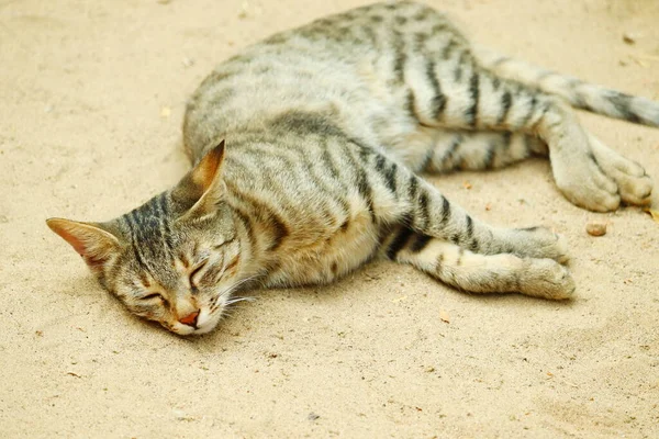 Close Tried Cat Laying Sleeping Land Rajasthan India — Stock Photo, Image