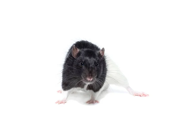Rat on white background — Stock Photo, Image