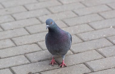 Güzel, vahşi bir güvercin, barışın sembolü, ıslak bir yolda. Şehirde vahşi bir güvercin.