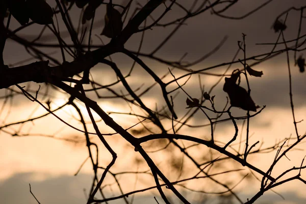 Gün batımı arkaplanı olan bir ağacın silueti.