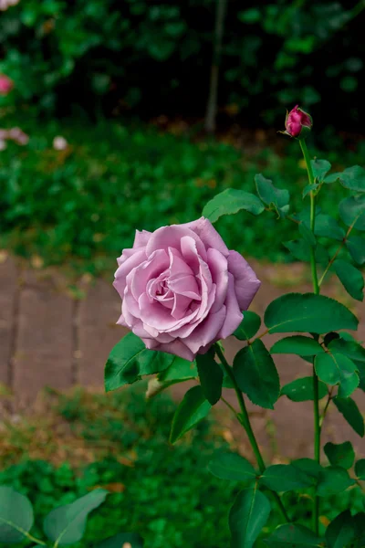 Güzel çiçek gül — Stok fotoğraf