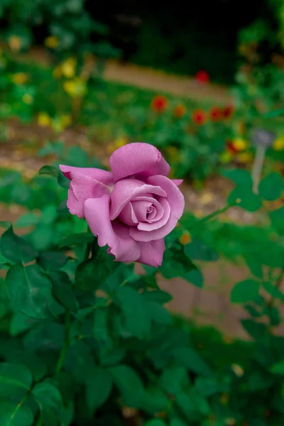 Mooie bloemen van rozen — Stockfoto