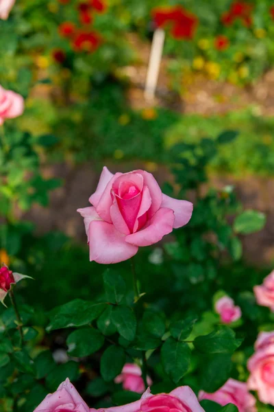 Belles fleurs de roses — Photo