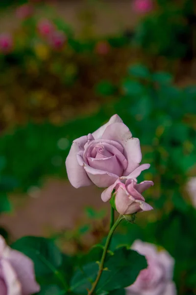 Mooie bloemen van rozen — Stockfoto