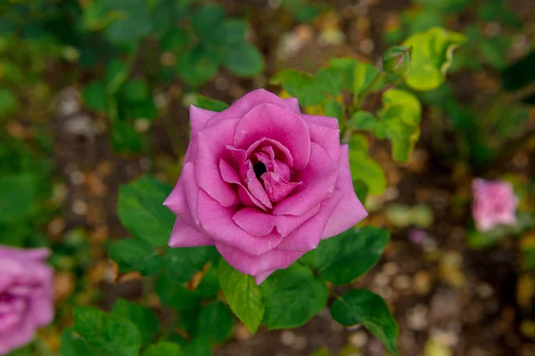 Belas flores de rosas — Fotografia de Stock