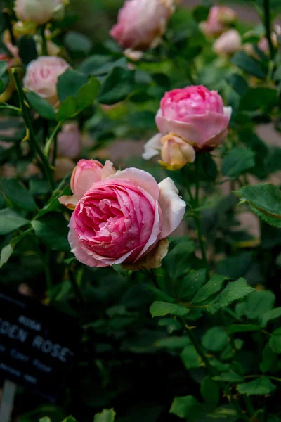 Belles fleurs de roses — Photo