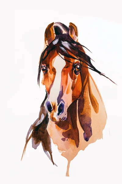 Drawing head of the horse — Stock Photo, Image