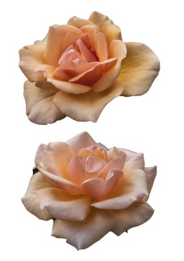 Clipart çiçekler gül beyaz arka plan üzerinde