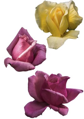 Clipart çiçekler gül beyaz arka plan üzerinde