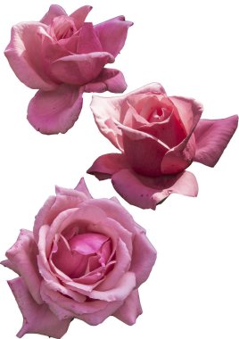 Clipart çiçekler gül beyaz arka plan üzerinde