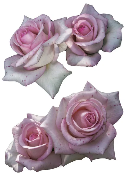 Clipart çiçekler gül beyaz arka plan üzerinde