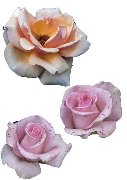 Clipart fleurs roses sur fond blanc — Photo