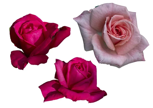 Clipart fleurs roses sur fond blanc — Photo