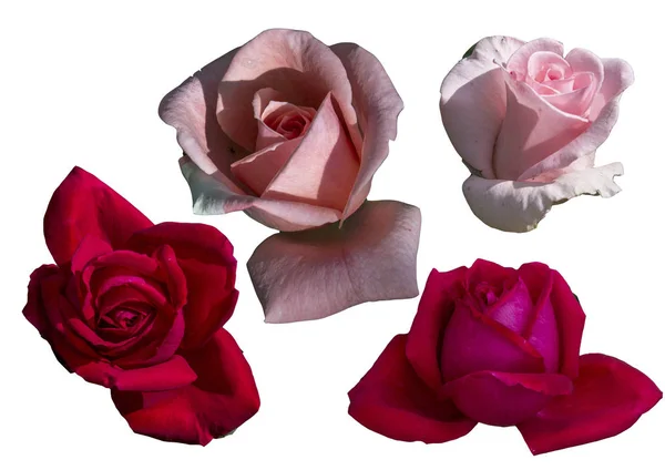 Clipart fleurs roses sur fond blanc — Photo