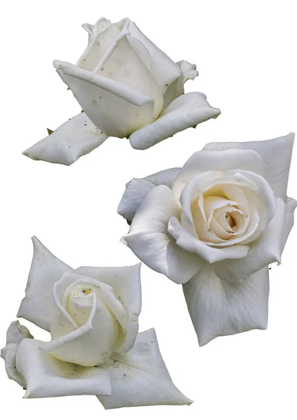 Clipart λουλούδια τριαντάφυλλα σε λευκό φόντο — Φωτογραφία Αρχείου