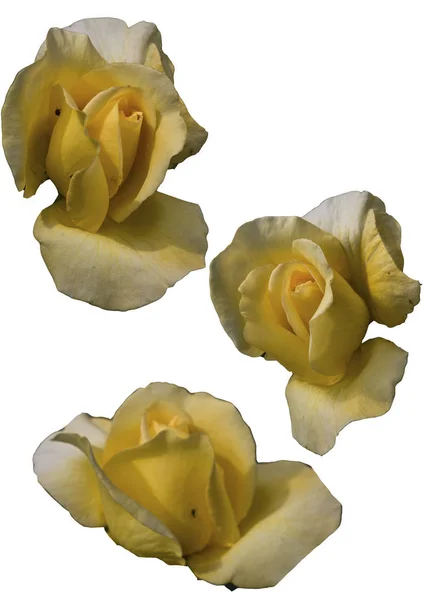 Clipart λουλούδια τριαντάφυλλα σε λευκό φόντο — Φωτογραφία Αρχείου