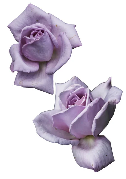 Clipart fleurs roses sur fond blanc — Photo