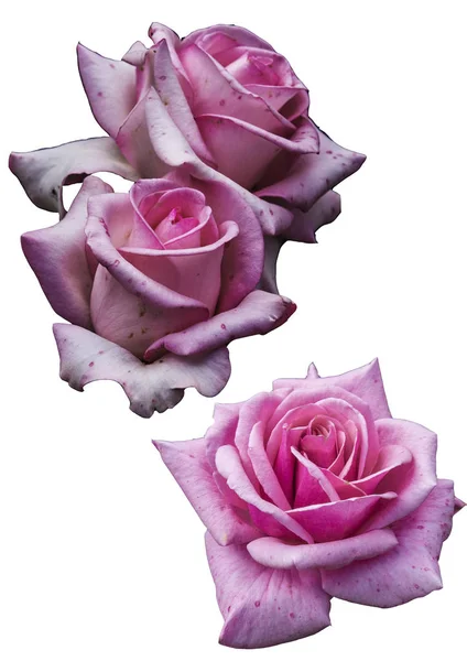 Clipart flores rosas sobre fondo blanco — Foto de Stock