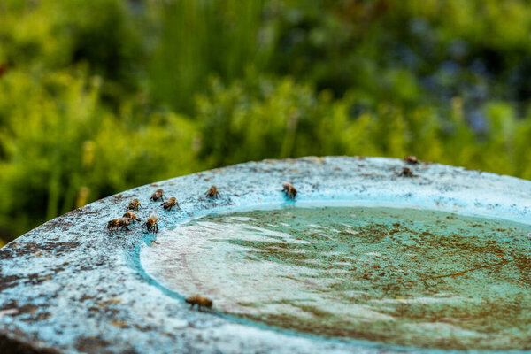 Bees are drinking water at birdbath in a flower garden on midday.
