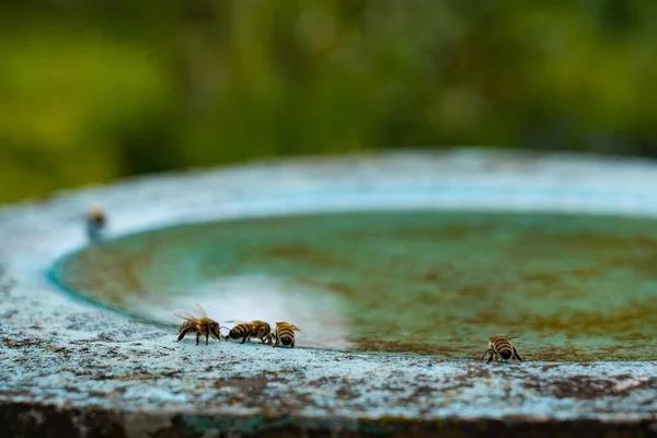 Arılar kuş banyosunda öğlen vakti çiçek bahçesinde su içiyorlar..