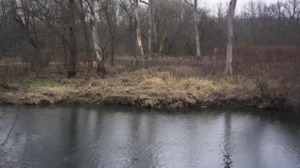 Дождливый День Лесах Реки Показывает Капли Дождя Падающие Воду Отражениями — стоковое видео