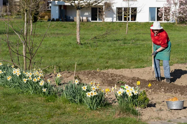 Mujer jardinero en pantalones azules rastrillando y preparando el jardín en primavera con narcisos en primer plano . — Foto de Stock