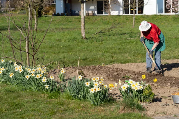 春天，年长的园艺师女人在准备土壤. — 图库照片