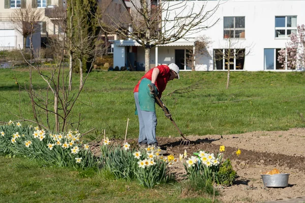 Mujer jardinero en pantalones azules rastrillando y preparando el jardín . — Foto de Stock