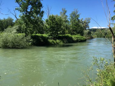 Aare river in riverside forest with high water in summer time.