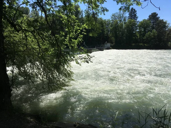 Aare river in riverside forest with high water near weir in summer time.