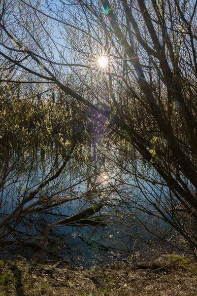 Flor Sauce Coño Árbol Con Estrella Del Sol Orillas Del — Foto de Stock