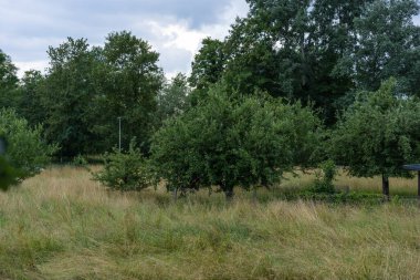 İsviçre 'de bulutlu bir yaz gününde, çimlerin bir kısmı düzleştirilmiş çimlerle kaplı, elma ağaçlarıyla dolu bir meyve bahçesi..