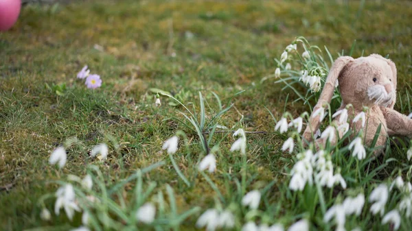 Tatlı Tavşancık Yeşil Çimenlerin Üzerinde Beyaz Kardelenlerle Bahçede Pembe Toplu — Stok fotoğraf