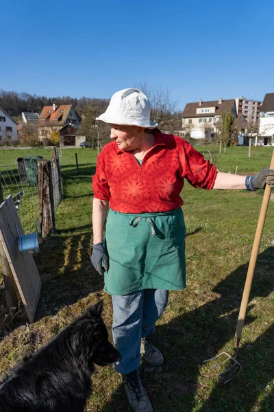 年纪较大的园艺师女人侧视着 手里拿着一只黑狗 穿着红衬衫 蓝裤子 绿围裙 白帽子 在阳光明媚的天气里 在瑞士的春天 蓝天密布 — 图库照片