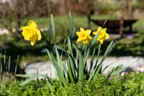 Daffodils Zonneschijn Met Roest Grill Wazige Achtergrond Landelijk Tafereel Met — Stockfoto