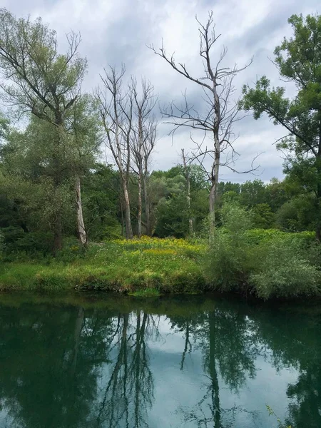 The channel of Aare in riverside forest is overflowed with green rain water in summer time near town of Brugg, Switzerland.