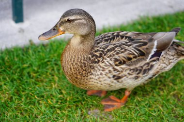 Disneyland Paris 'teki ziyaretçi parkında çayırda yürüyen dişi ördek. Dişi yaban ördeğini kapat, yüksek açılı görüş.