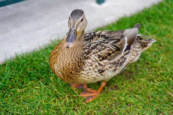 Canard Femelle Promenant Sur Pré Dans Parc Des Visiteurs Disneyland — Photo