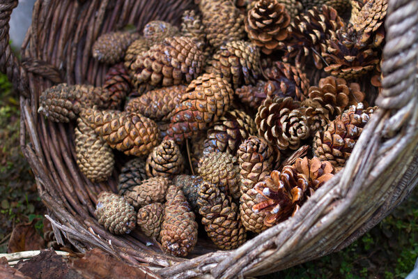brown pine cones