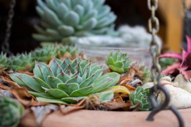 bir bahçe içinde taş gül