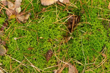 küçük çam kozalağı moss üzerinde