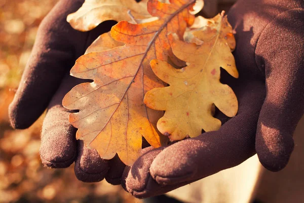 Herfst eiken bladeren — Stockfoto