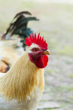 beyaz horoz portresi