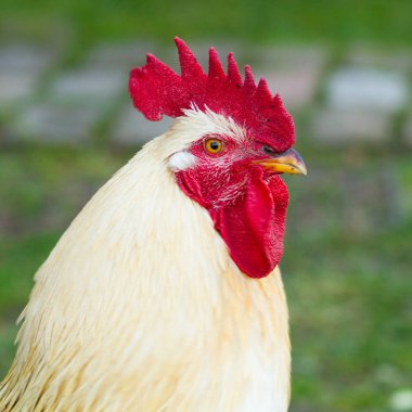 beyaz horoz portresi